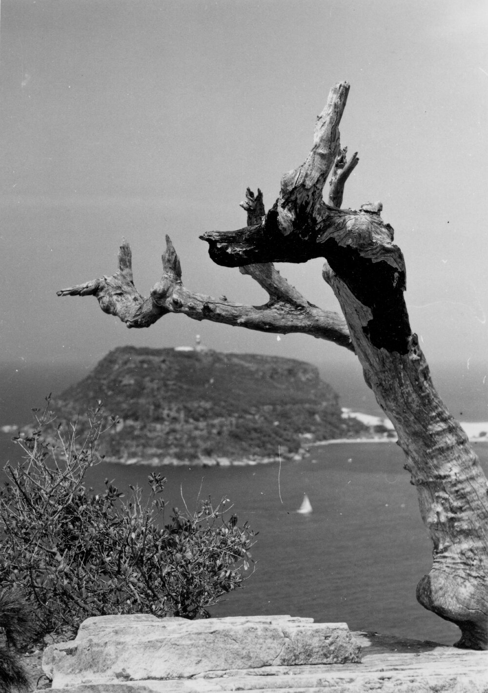 Gnarled tree overlooking Barrenjoey Headland, West Head Lookout, c1967&ndash;1973