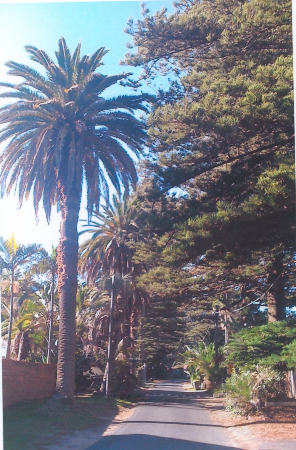 Looking north along Allen Ave, Bilgola, c2012