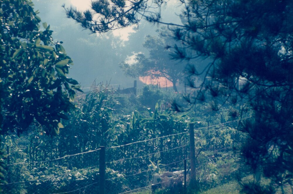 Vegetation and flames near property boundary, Allambie Heights, 1990