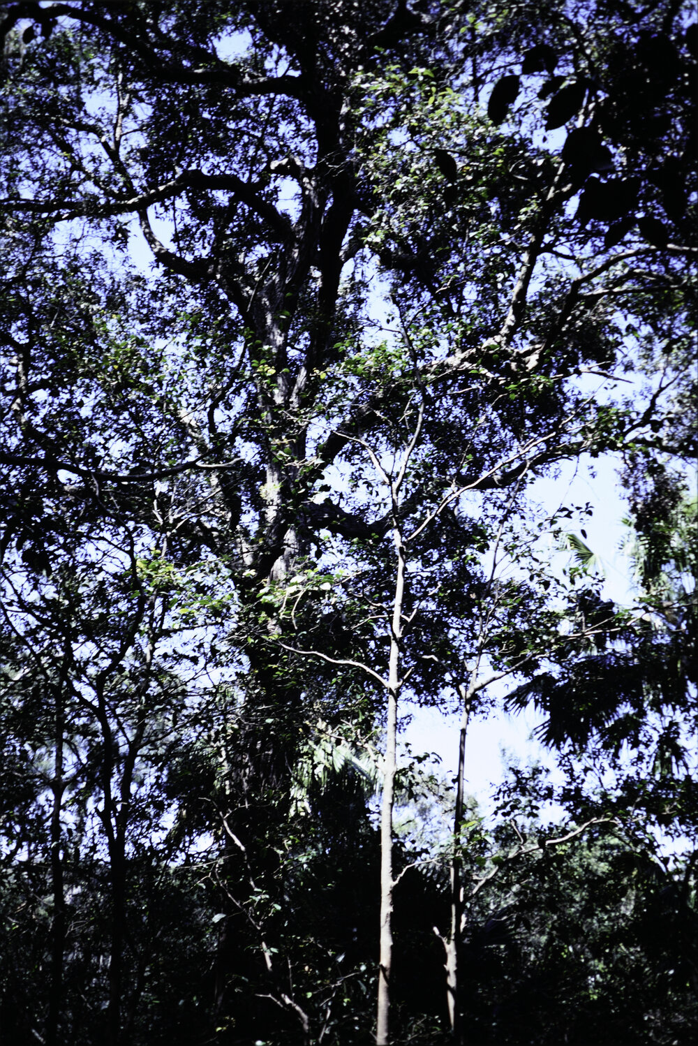 Rainforest Growth at Ruskin Rowe, Avalon Beach
