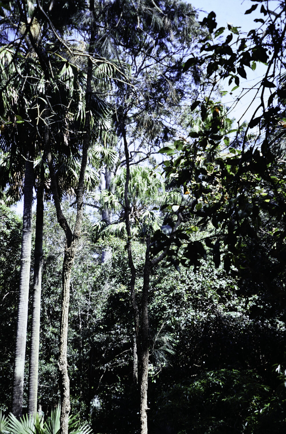 Rainforest Growth at Ruskin Rowe, Avalon Beach