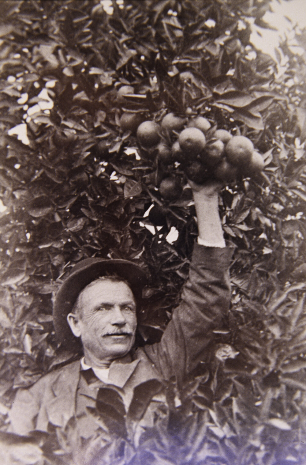 James Ware in his orchard in Thornleigh, 1915
