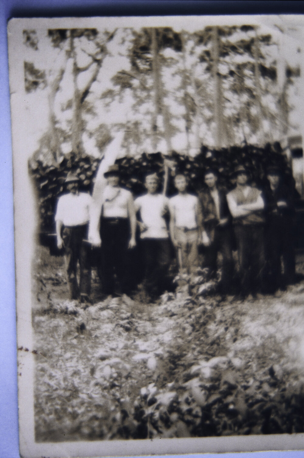 Employees of Machon's Saw Mill Collecting fire wood, North Narrabeen c1930