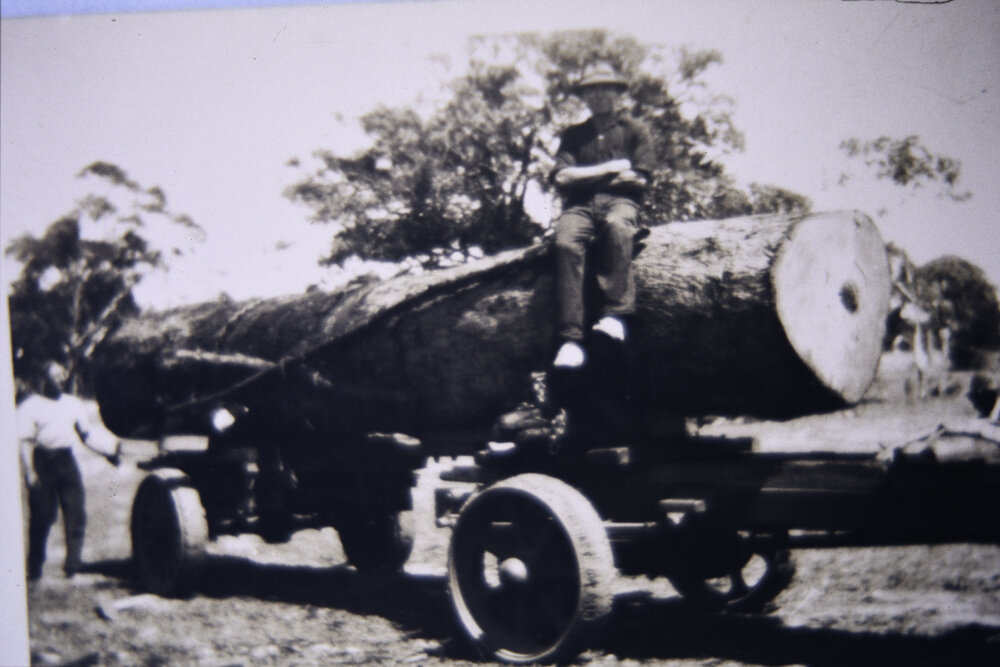 Collecting timber for Machon's saw mill at North Narrabeen