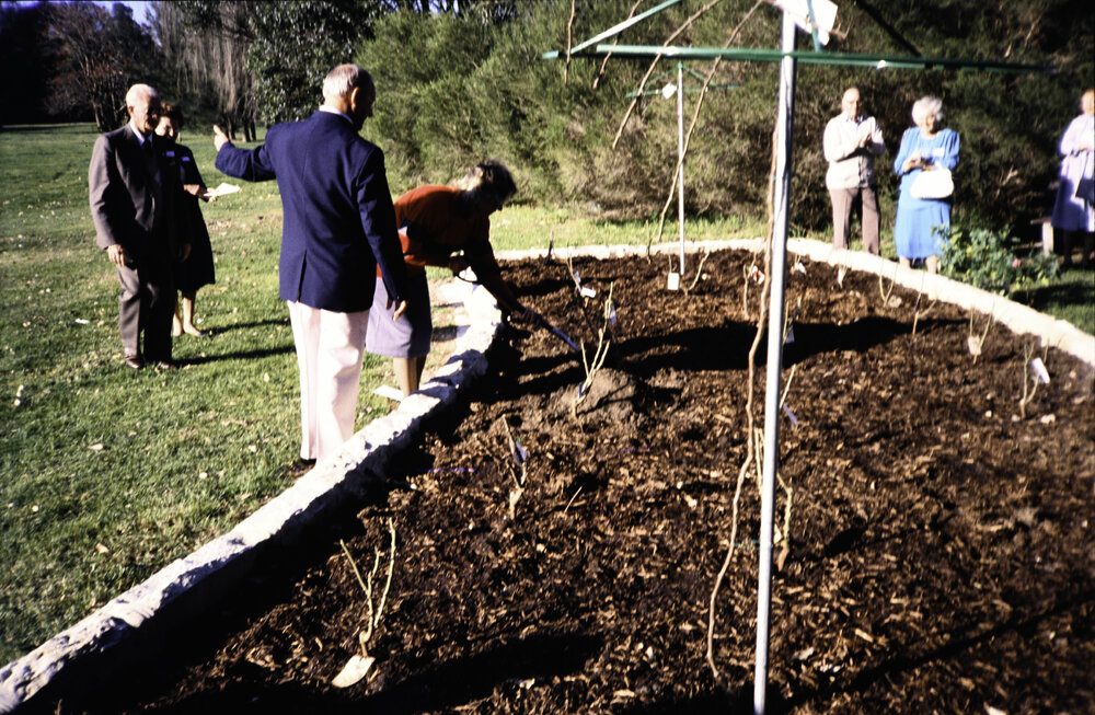 Two individuals planting at the opening of the Nelson Heather Centre Bicentennial Rose Garden, Warriewood, 1988