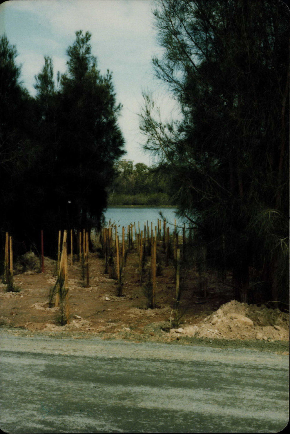 Tree Planting on the shores of Narrabeen Lagoon