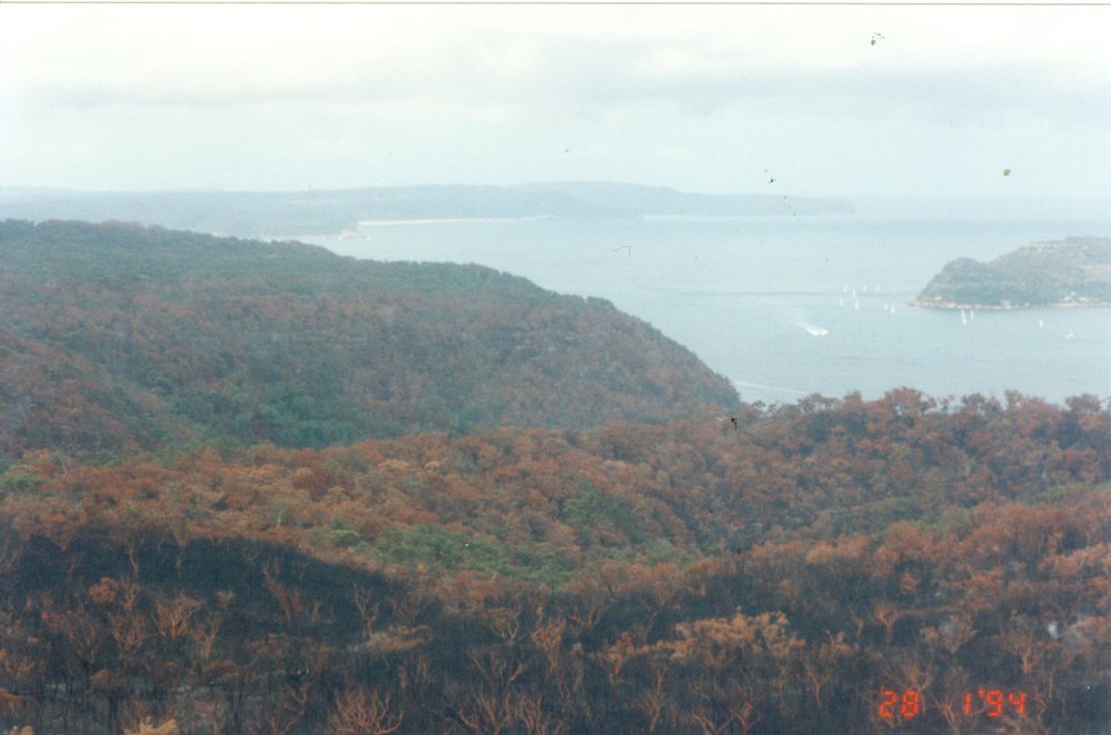 Bushfire damage, Ku-ring-gai National Park