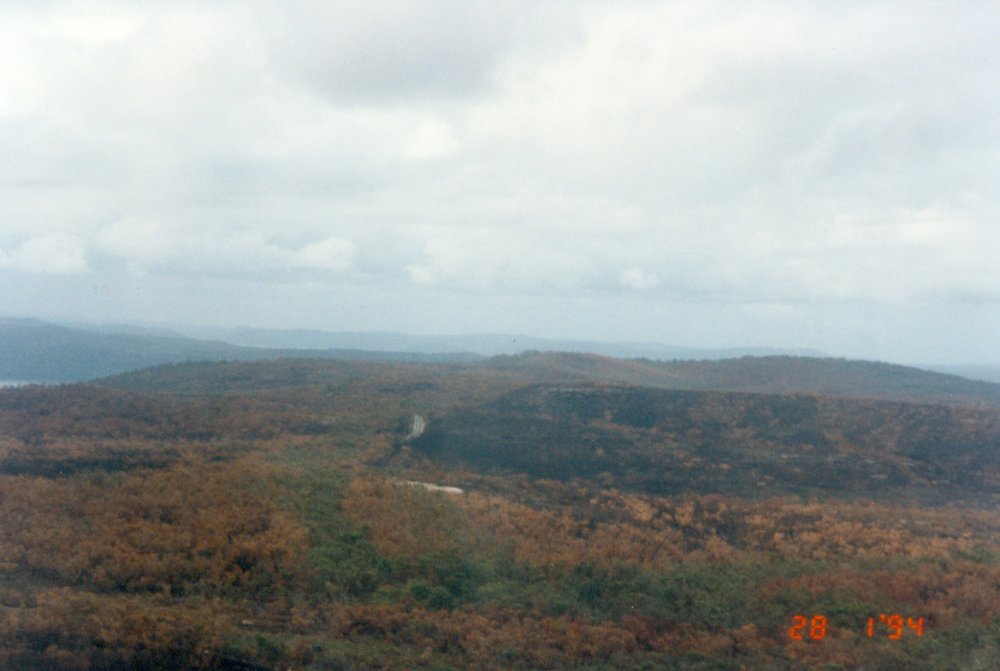 Bushfire damage, Ku-ring-gai National Park 1994
