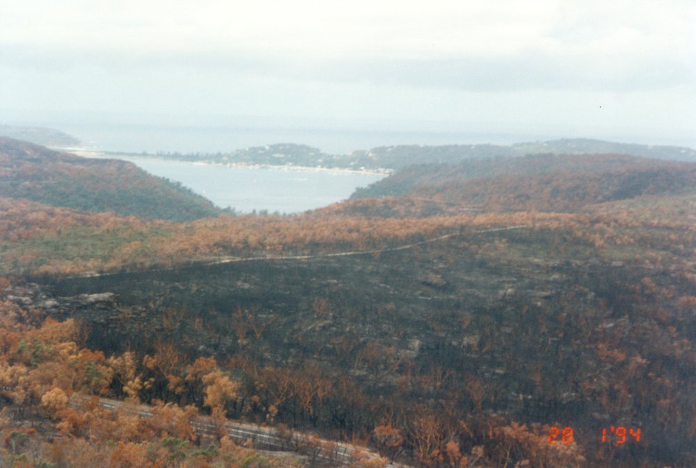 Bushfire damage, Garigal National Park, Elanora Heights