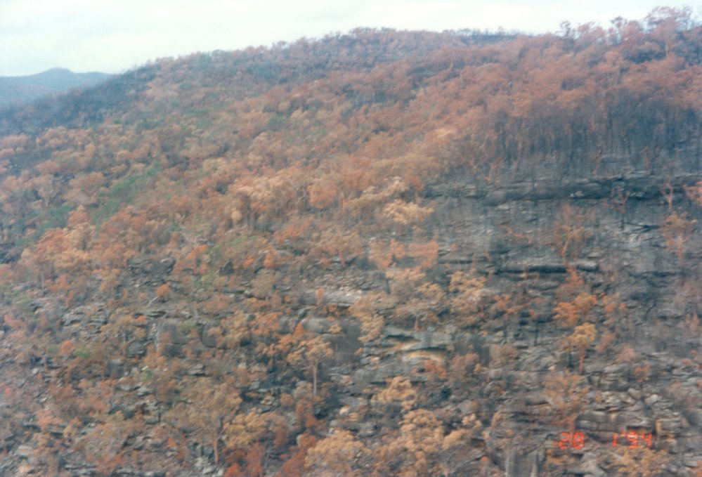 Bushfire damage, near Narrabeen Lagoon