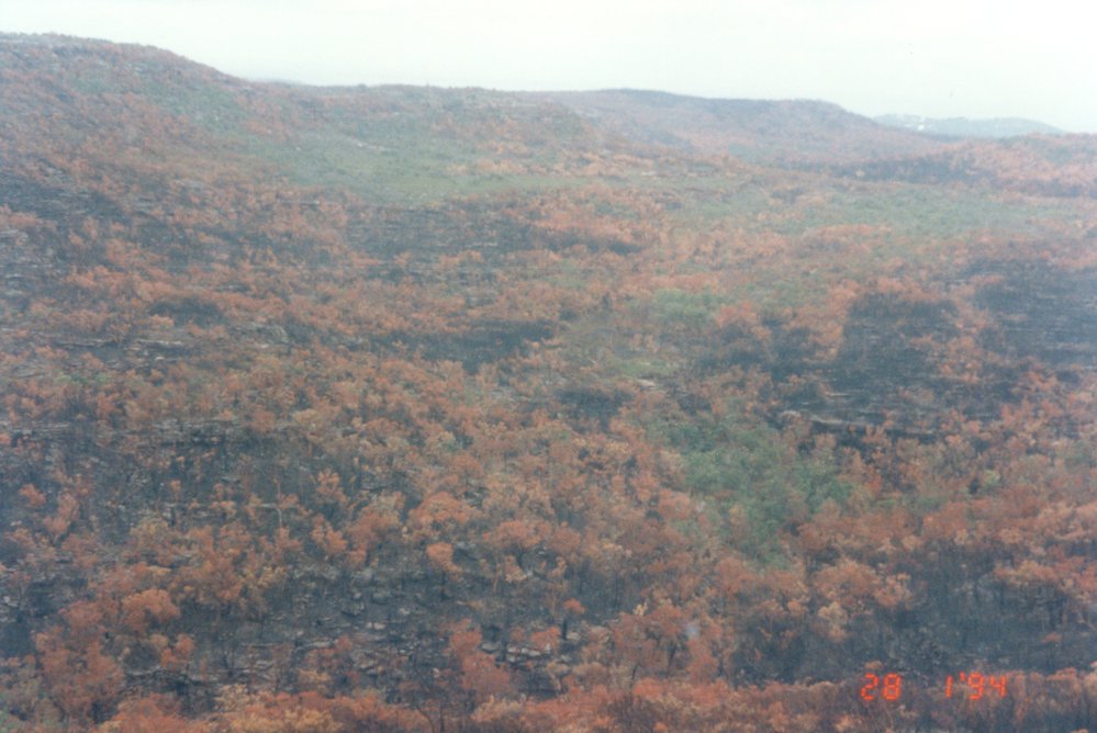 Bushfire damage, Ku-ring-gai National Park