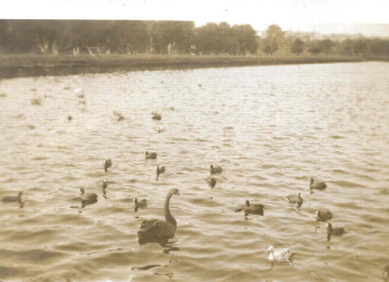 Swans, Cowan Creek