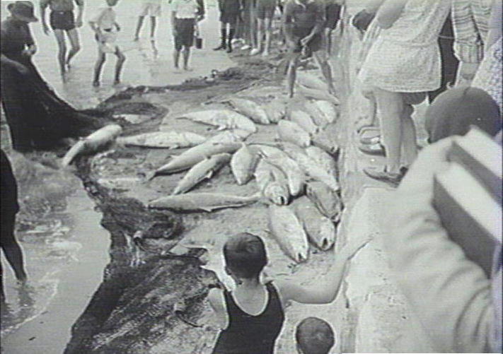 Hauling in the catch, Manly