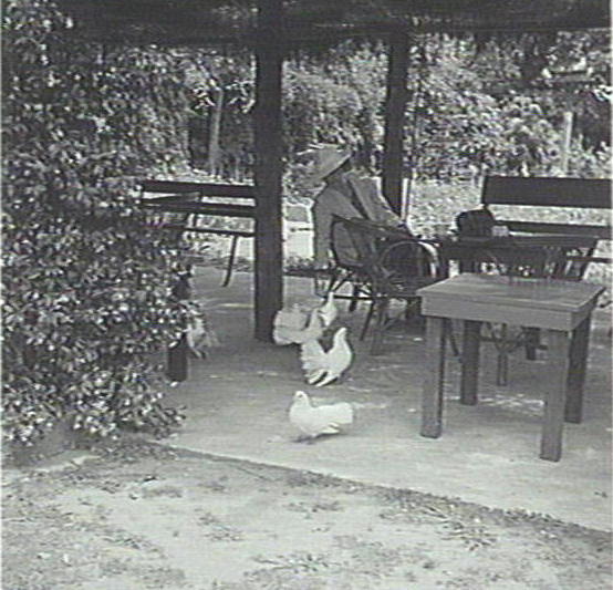 Feeding the doves, Warringah