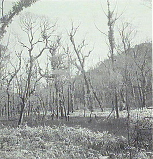 Warringah bush scene