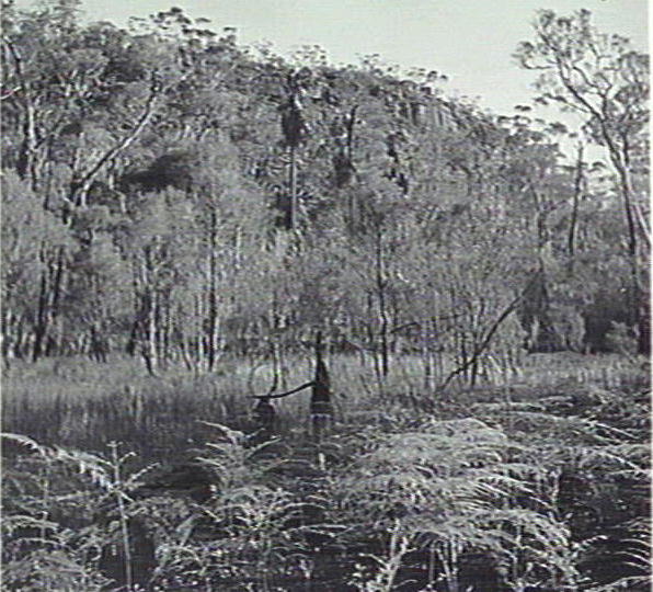 Bush scene, Warringah