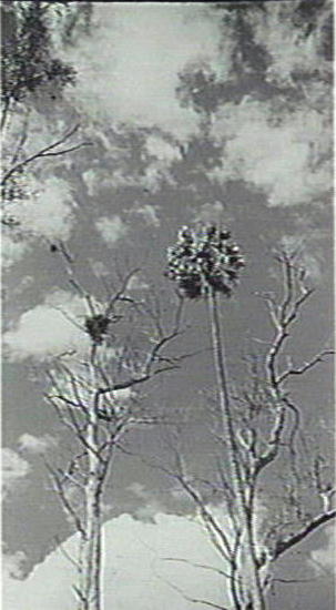 Bird's nest and cabbage tree palm, Warringah