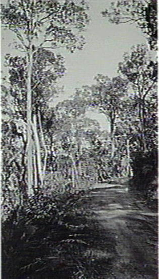 Bush track, Warringah