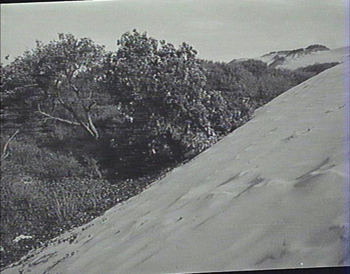 Sand dunes, Curl Curl Beach