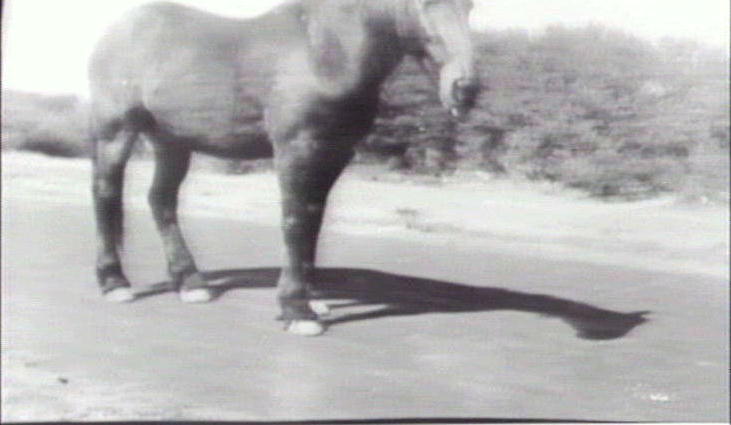 Horse owned by O Wilkins, Harbord