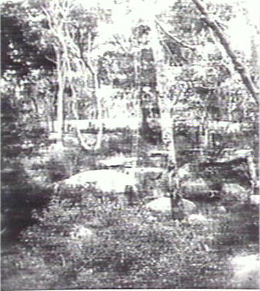 Bushland, Wingala Reserve, North Curl Curl looking south