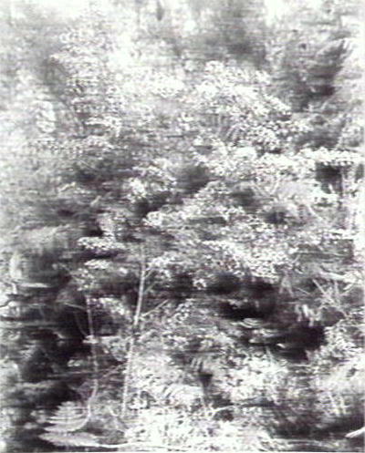 Acacia bush, Warringah Region