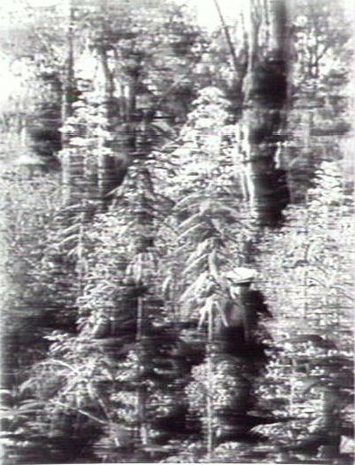 Bushland, Warringah Region