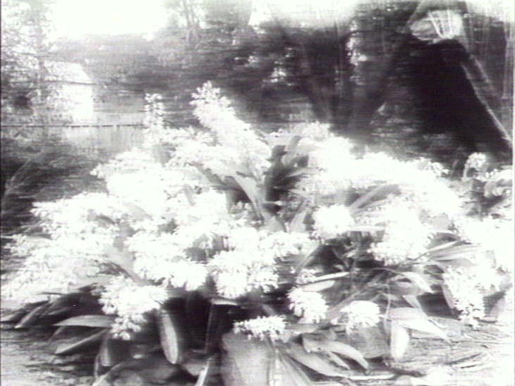 Denbrobium speciosum, Warringah Region