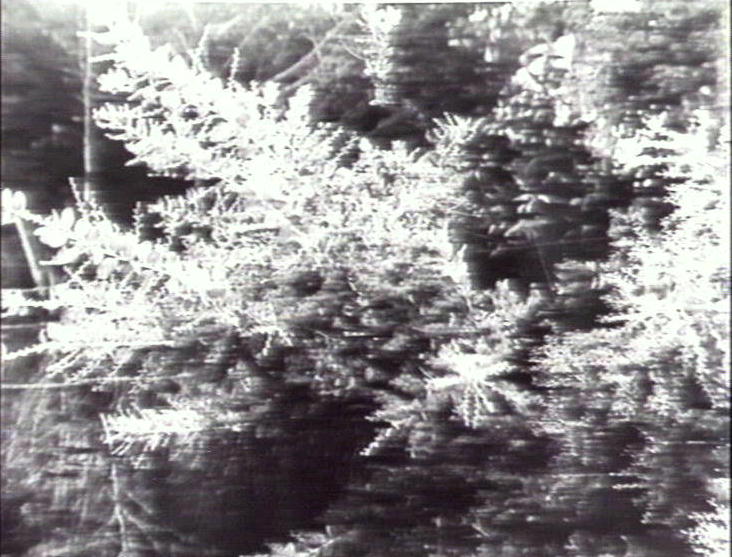 Wattle tree, Warringah Region