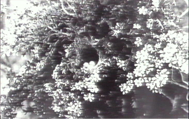 Silver eye's nest, Warringah region