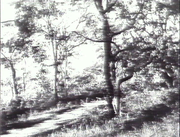 Old Pittwater Road, Brookvale