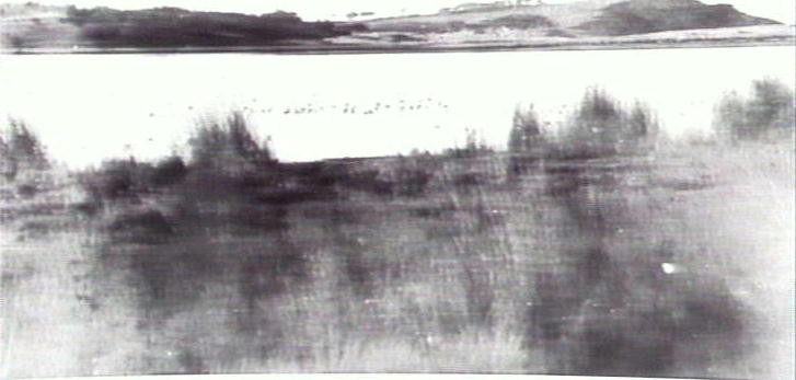 Wild birds on Dee Why Lagoon