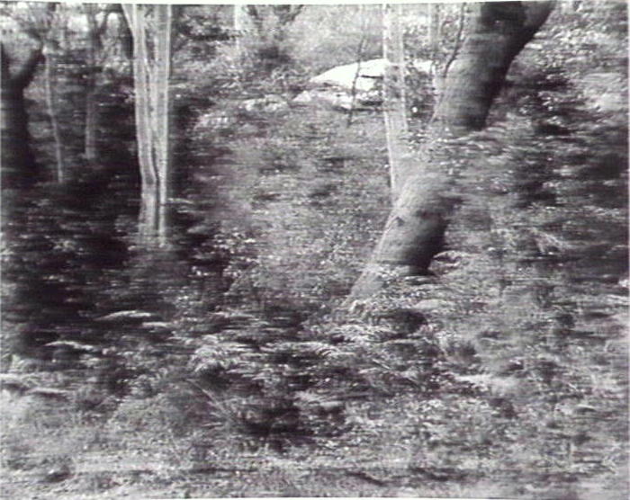 Bushland, Warringah Region