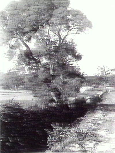 Trees, Warringah Region