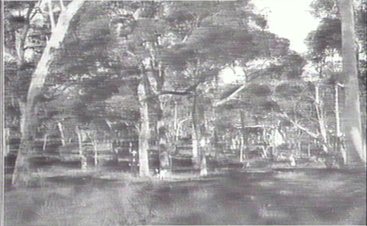 Forest scene, Frenchs Forest