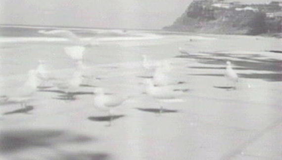 Seagulls, Whale Beach
