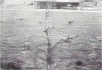 Bulfin's Store, Newport