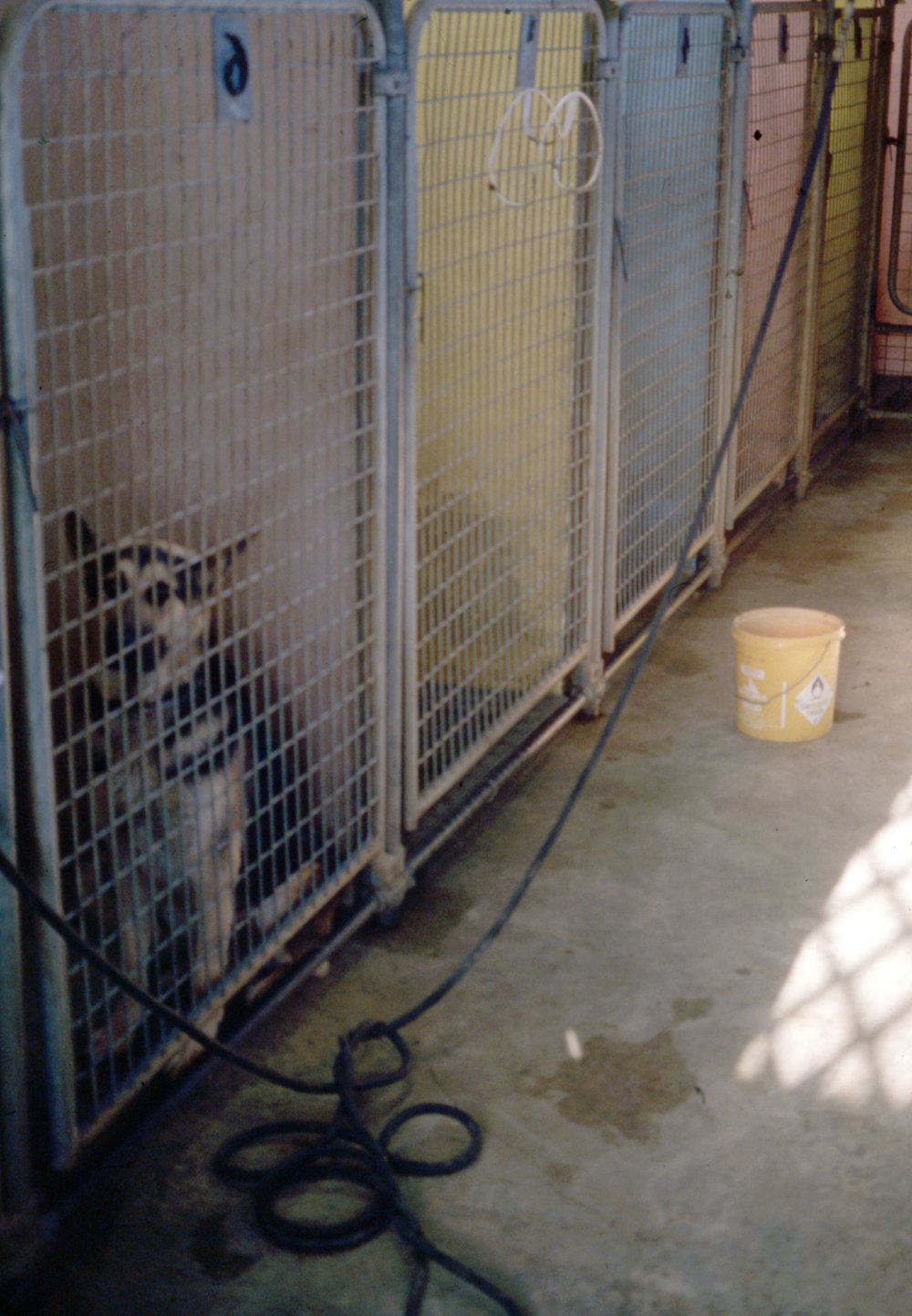 Warringah Shire Animal Shelter, Ingleside