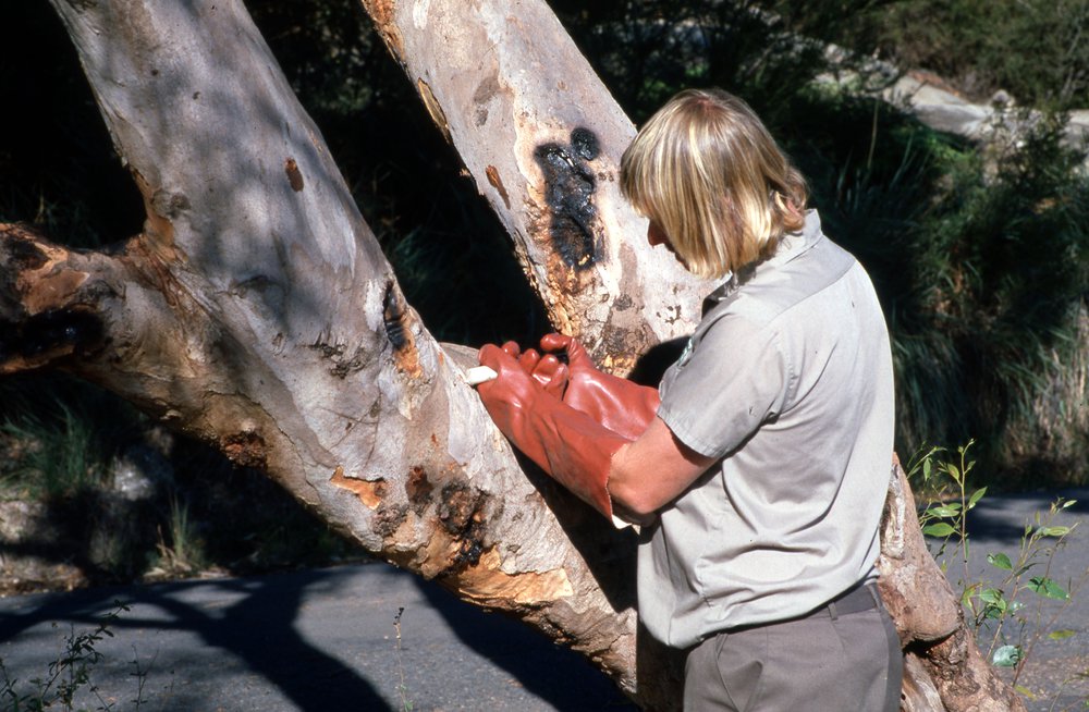 Warringah Council tree preservation