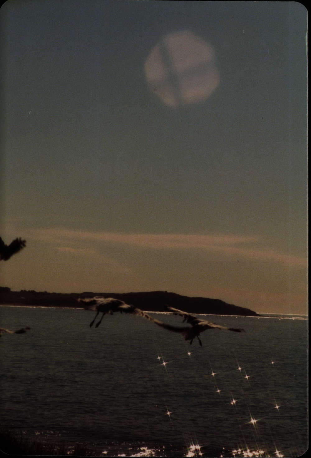 Seagulls at Dee Why Beach