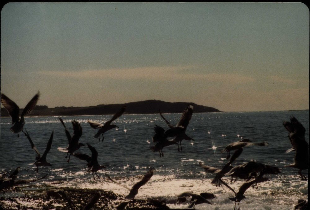 Sea birds at Dee Why Beach