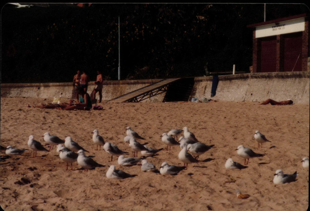 Seagulls at Dee Why Beach