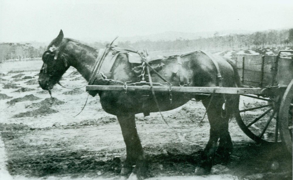 Construction at Narrabeen Public School 