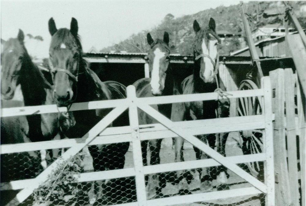 Arthur Larkin's team of horses at front gate, 20 Wetherill Street, Narrabeen
