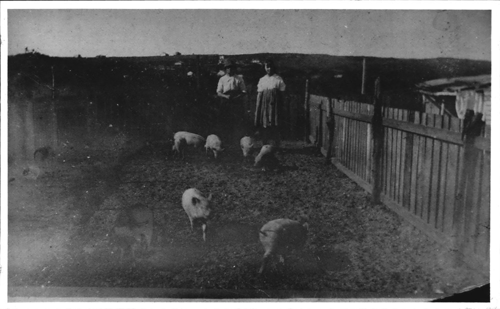 Pigs on Sayce Farm, North Curl Curl