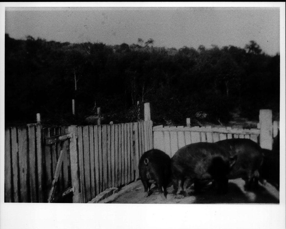 Len Riddle's pig farm at North Curl Curl