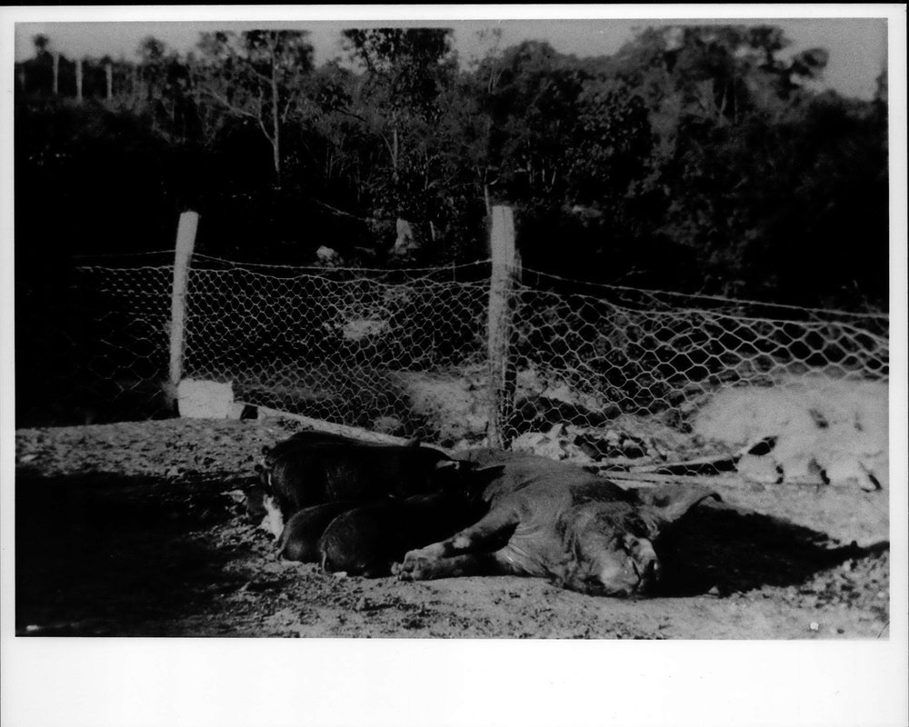 Len Riddle's pig farm at North Curl Curl