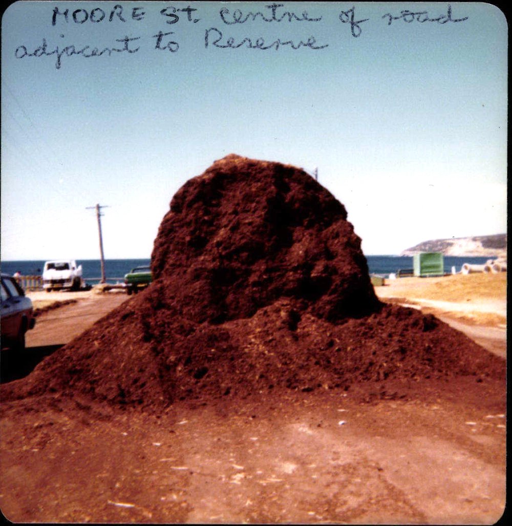 Beach improvement program at Freshwater Beach and foreshore park