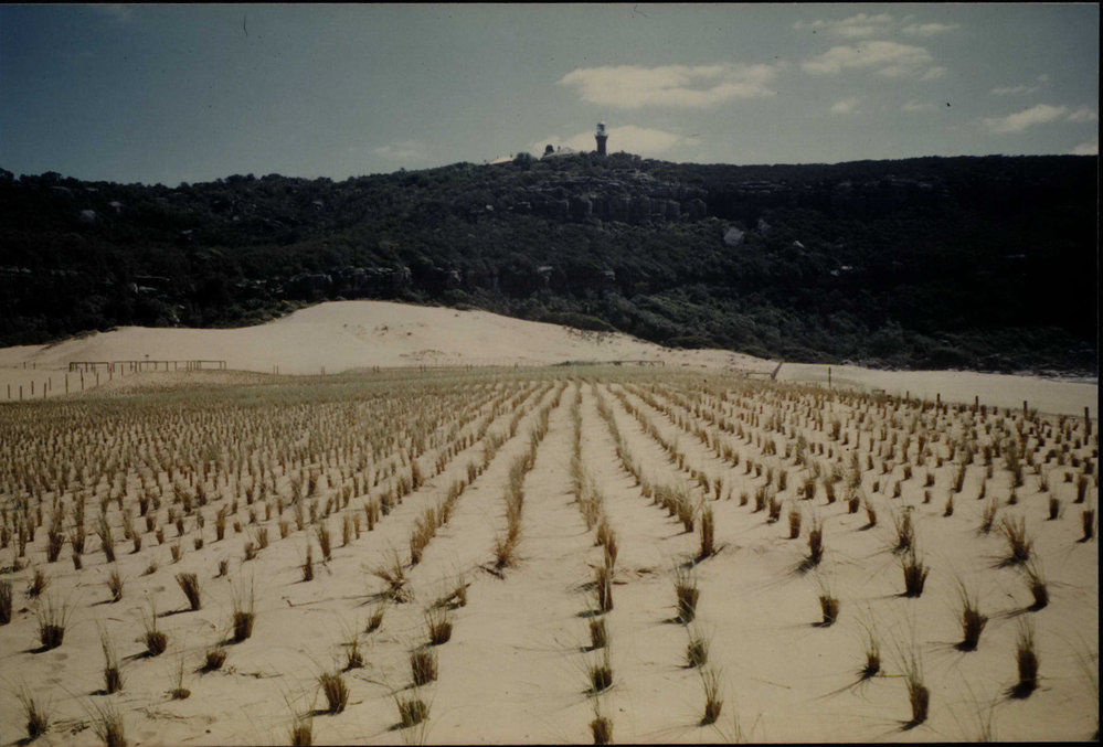 Palm Beach North New Planting on Sand Dunes, looking towards Barrenjoey Lighthouse