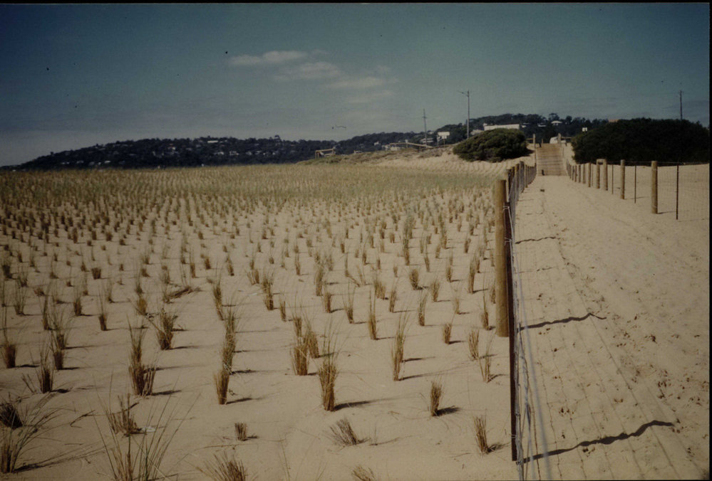 Palm Beach north sand dune plantings